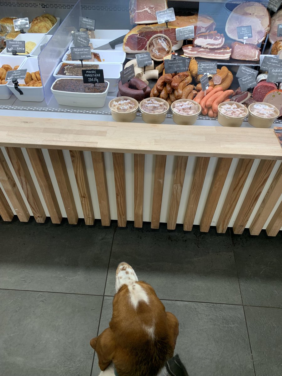 Dog Solution tweet media