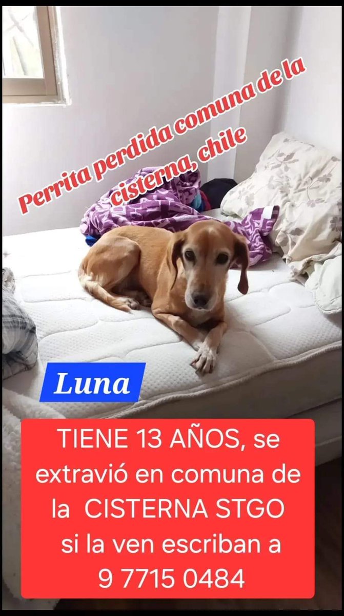 Salchichas_cl's tweet photo. Atención #LaCisterna buscan a Luna
Favor RT! #PerrosPerdidos https://t.co/rYEtYmP7vA
