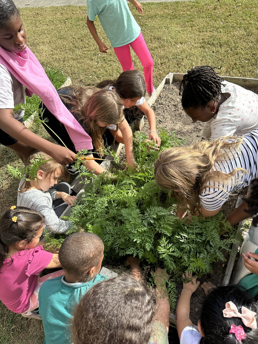 Ms. Allyn (@msallynsclass) on Twitter photo Harvesting our carrots today with two of my favorite coworkers was exactly what we all needed. The best learning happens outside of 4 walls. 🧡 <a href="/lmespattison/">Aimée Pattison</a> Harvesting our carrots today with two of my favorite coworkers was exactly what we all needed. The best learning happens outside of 4 walls. 🧡 <a href="/lmespattison/">Aimée Pattison</a>
