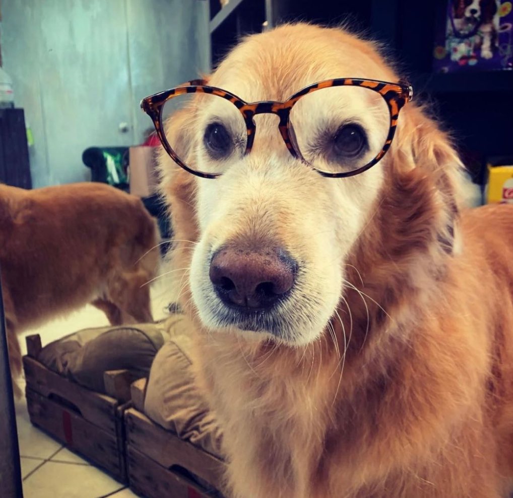 fdc as dogs (@fontainesdogc) on Twitter photo 