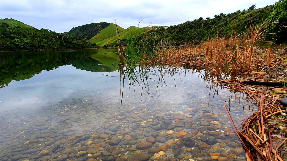 The #Lakes380 team reconstructed a 1000-yr history of the native wetland plant raupō (aka bulrush) from pollen in lake sediment, showing raupō flourished in Aotearoa following Māori arrival. This iconic plant may also have a lake restoration role to play. i.mtrbio.com/olncsilzkk