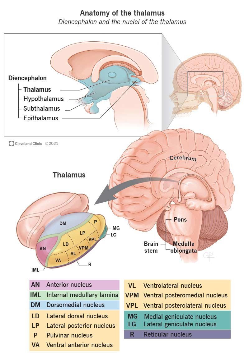 NeuroWalid's tweet photo. Lateral geniculate nucleus> conveys sight. 
Medical geniculate Nucelus > Converys sound.
#neurotip #neuroanatomy https://t.co/GRVloJNNbo