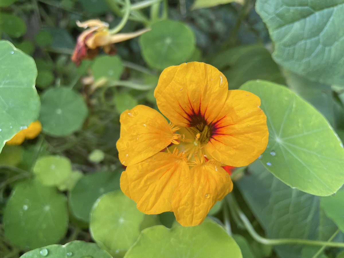 🌱Gardening Well tweet media