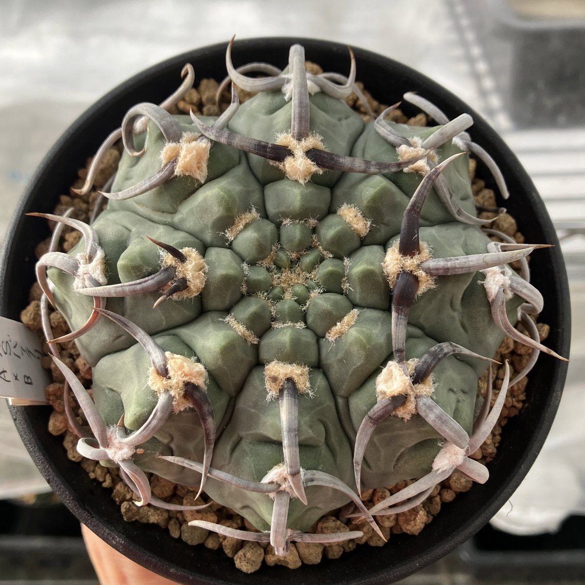 f_macrodiscus's tweet photo. この春夏はよく動いた https://t.co/u0mFbjkUSG