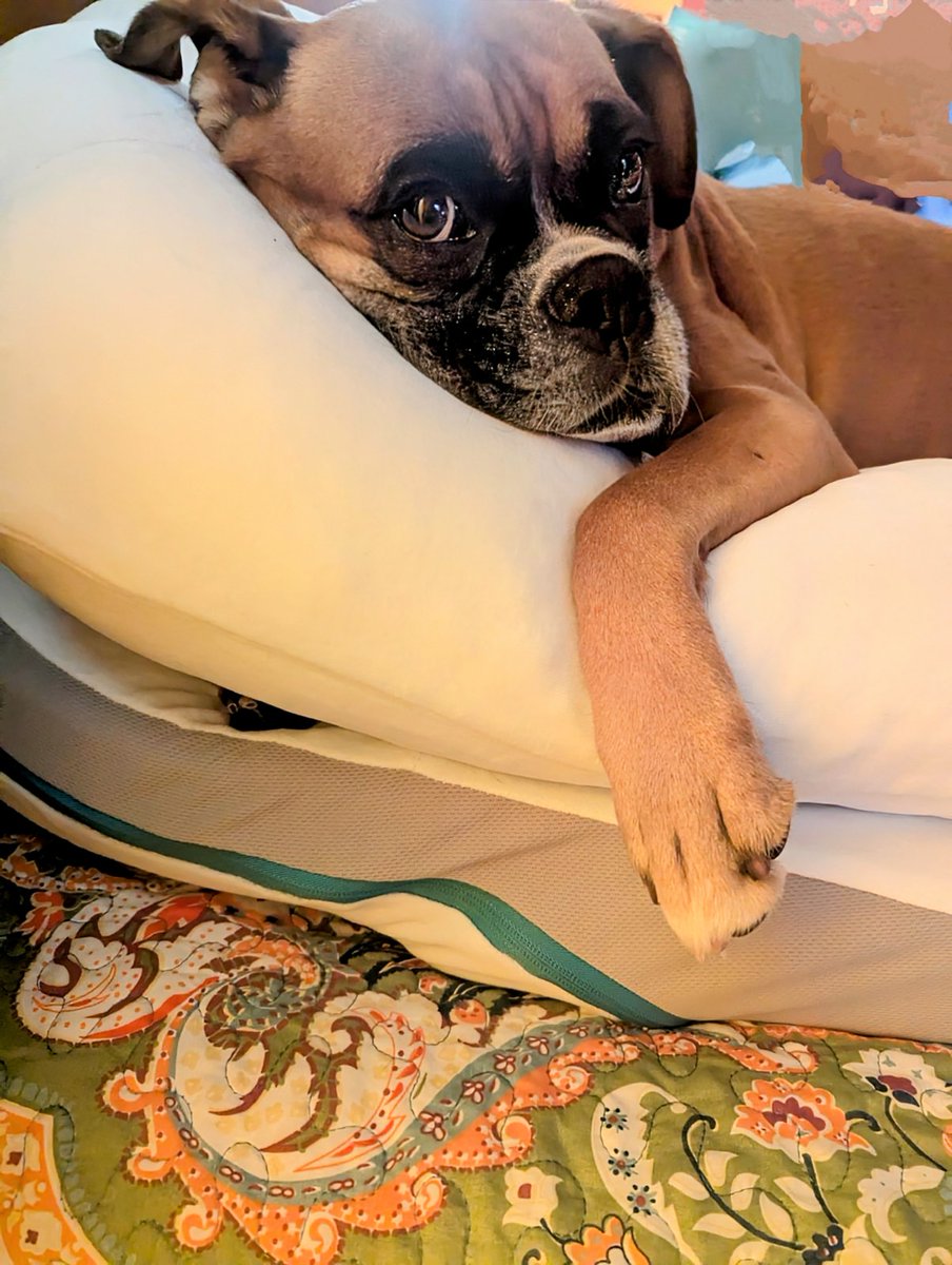 MedCline tweet media