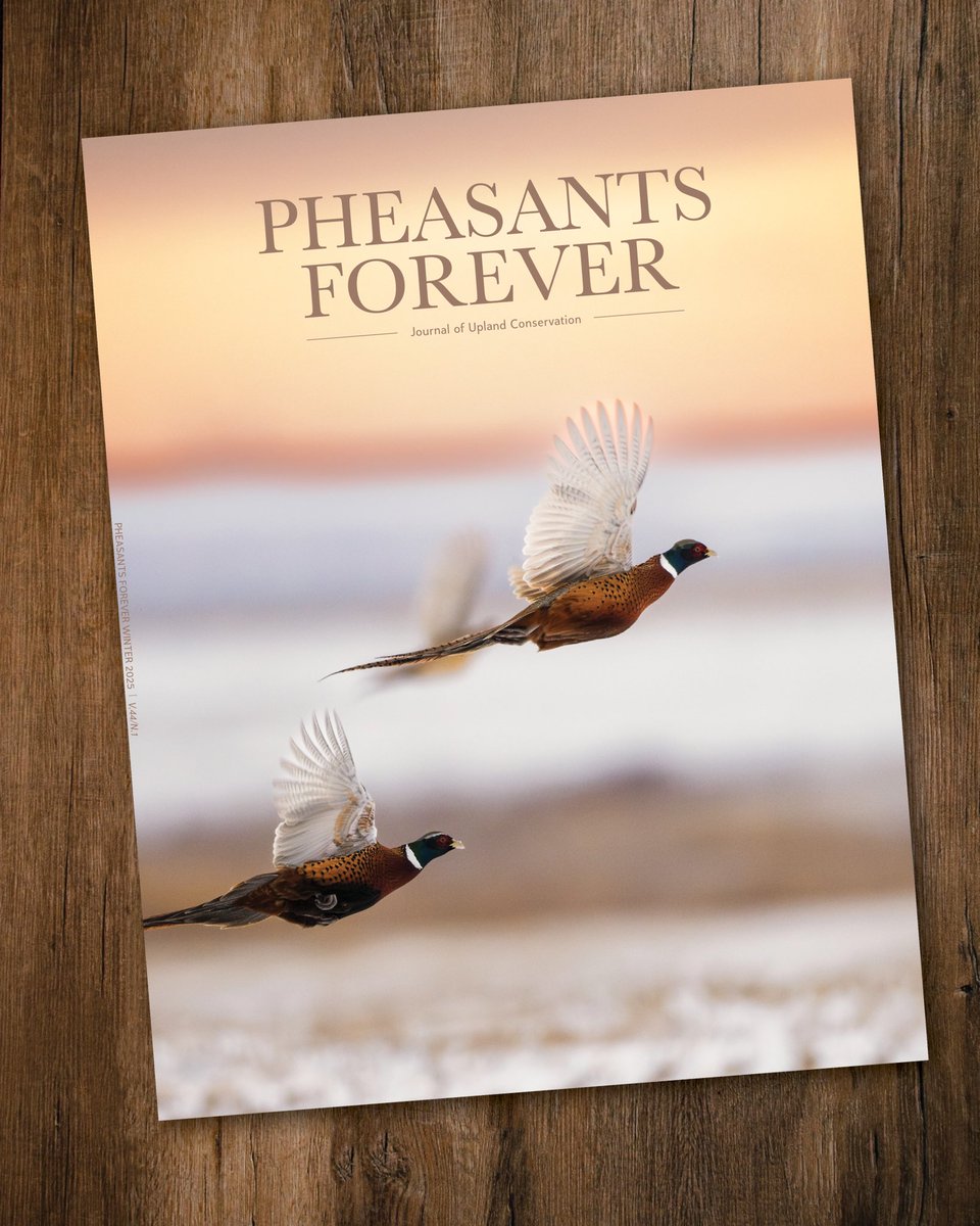 pheasants4ever's tweet photo. WINTER JOURNAL CELEBRATES PF COMMUNITY

As two roosters from a winter flock cross our Winter Pheasants Forever Journal cover, so the impact of PF chapters, volunteers and donors crosses into the lives of people and communities across the pheasant range. Hear the stories in our winter issue, with a hearty helping of winter hunting takes and techniques. And you do not want to miss our special section poking some good fun at all the kinds of hunters you see out there. 

Sign up or renew by November 12th to make sure you are on the list for Winter’s Pheasants Forever Journal. – Tom Carpenter, Editor. Link below!

https://t.co/Hez34b1bjK