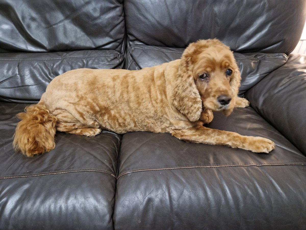 Milly - Golden Bloom Gal tweet media