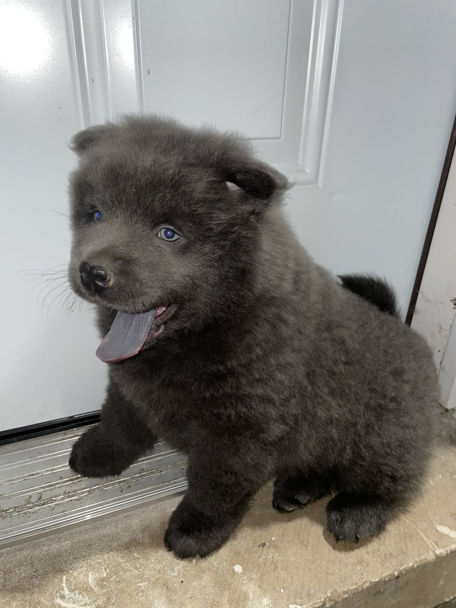 Hustle258_'s tweet photo. New addition🥹my youngest boy https://t.co/6BOJRSzspo