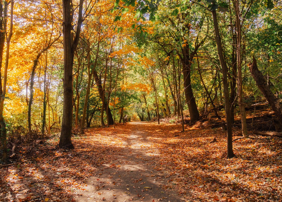 mutluph's tweet photo. Fall colors 🍂
Prospect Park, Brooklyn
#fujifilm #fujifilm_xseries #myfujifilmlegacy #fujifilmx_us #streetphotography https://t.co/SNUGGOkJVA