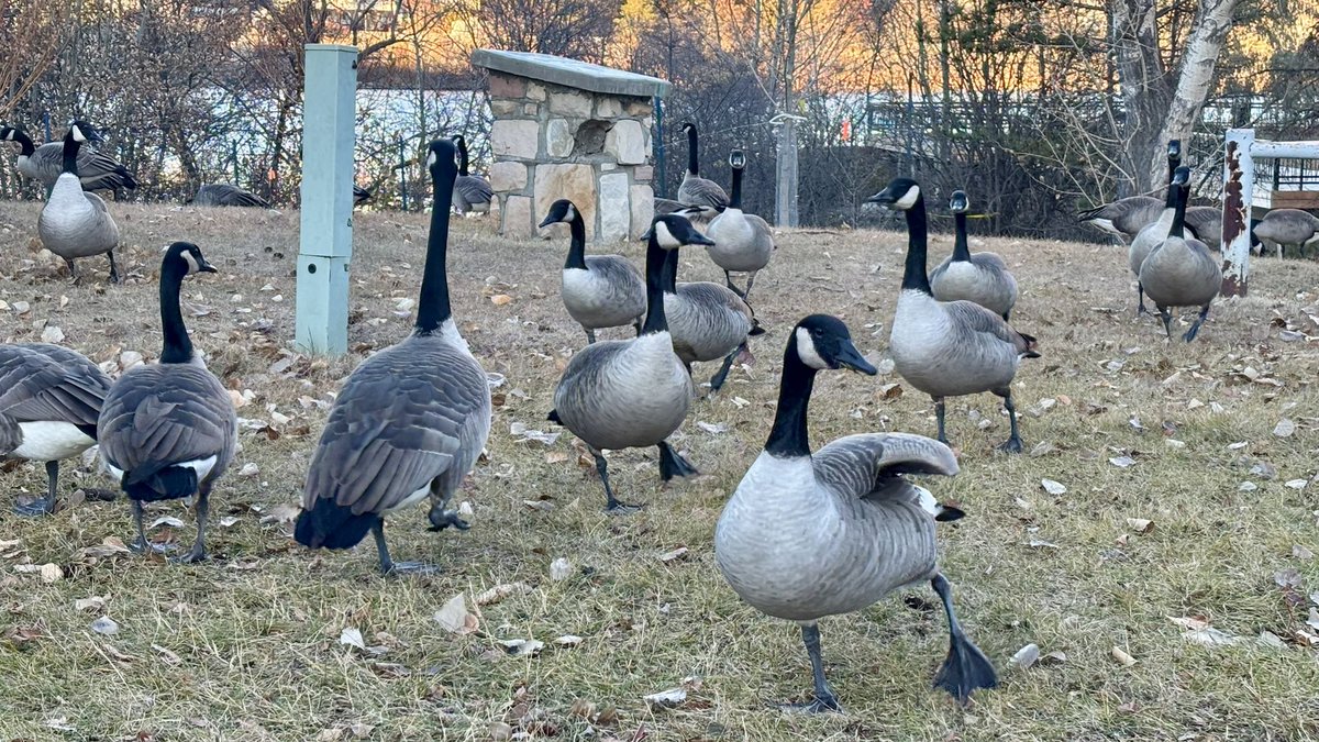 Great! Now they refuse to fly south. 🪿