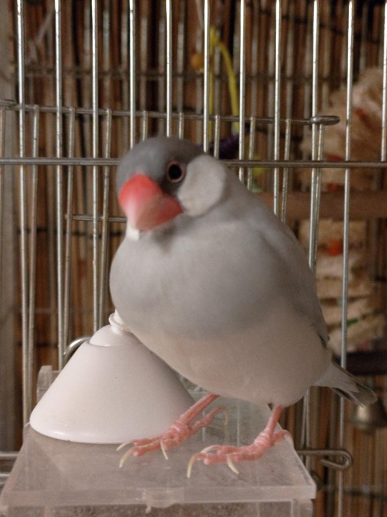 桜文鳥さんのがま口×3♪ magnet / マグネット マグネット 桜文鳥 – ニコノマニマニ雑貨店