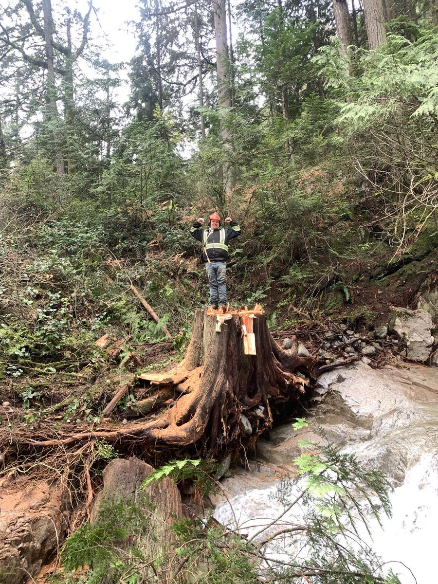 RMTreeService's tweet photo. Some big trees just need to go. That's where we come in 💪
#BritishColumbia #Vancouver #Canada #tree #Surrey https://t.co/XEDn8TDYHj