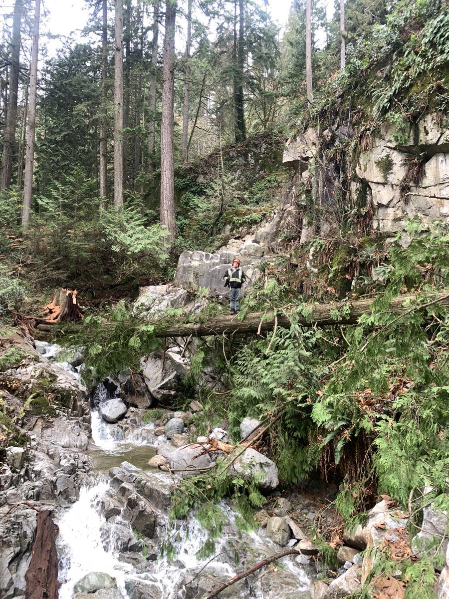 RMTreeService's tweet photo. Some big trees just need to go. That's where we come in 💪
#BritishColumbia #Vancouver #Canada #tree #Surrey https://t.co/XEDn8TDYHj