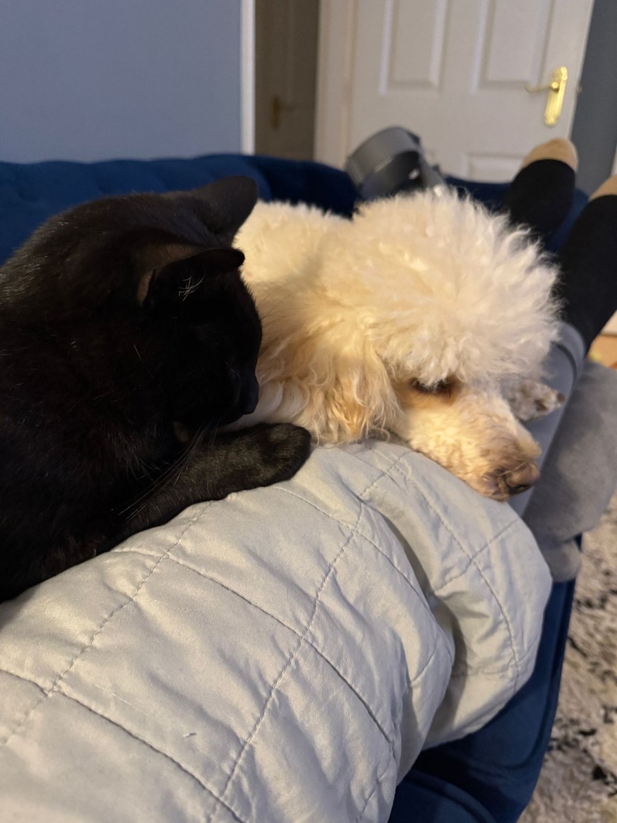 RobinCArmstrong's tweet photo. @BruceExclusive Theo is keeping big brother Otto company. They can still play in spite of it all. Hope that helps... https://t.co/xsaHjGsIKt