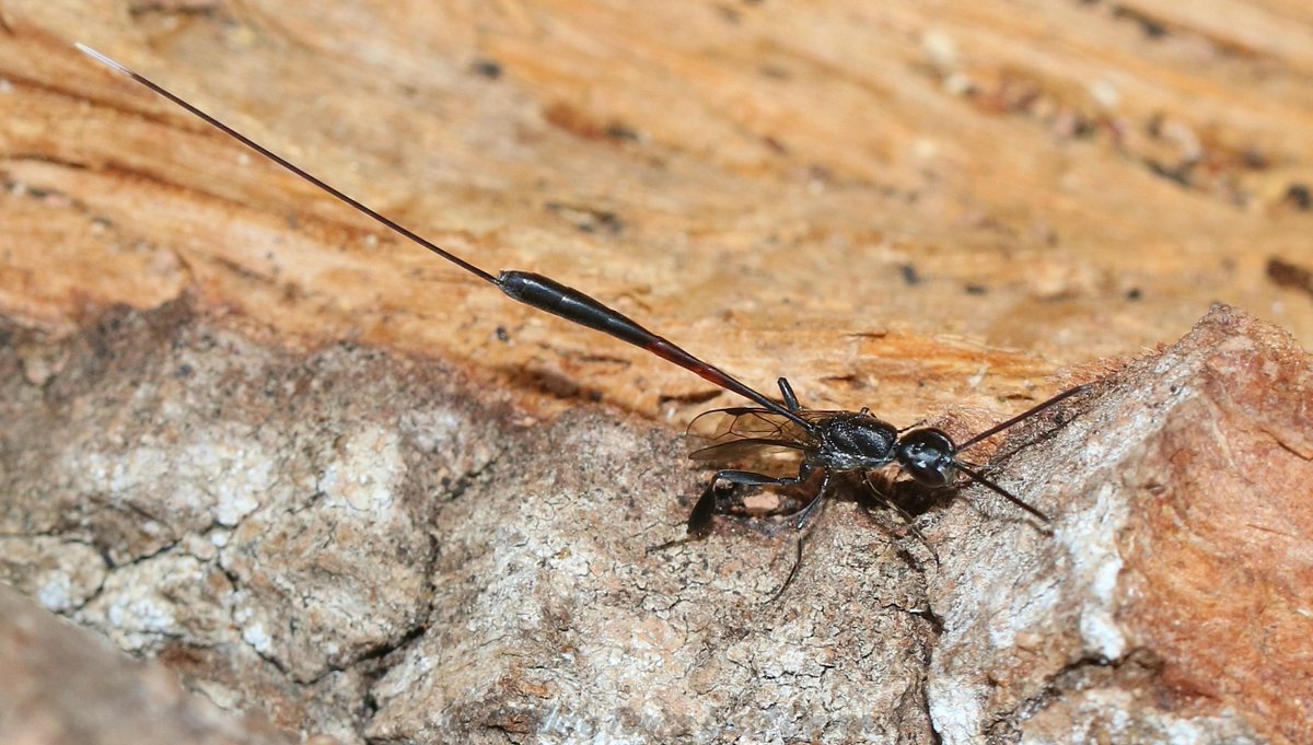 Geckoo76's tweet photo. The Gasteruption wasps are parasitic wasps which lay their eggs on the body of larvae of solitary bees/wasps using its long ovipositor. Upon hatching, its larvae will devour grubs and its victim's supplies of pollen + nectar. This is possibly Gasteruption jaculator. https://t.co/U78aWEfau8