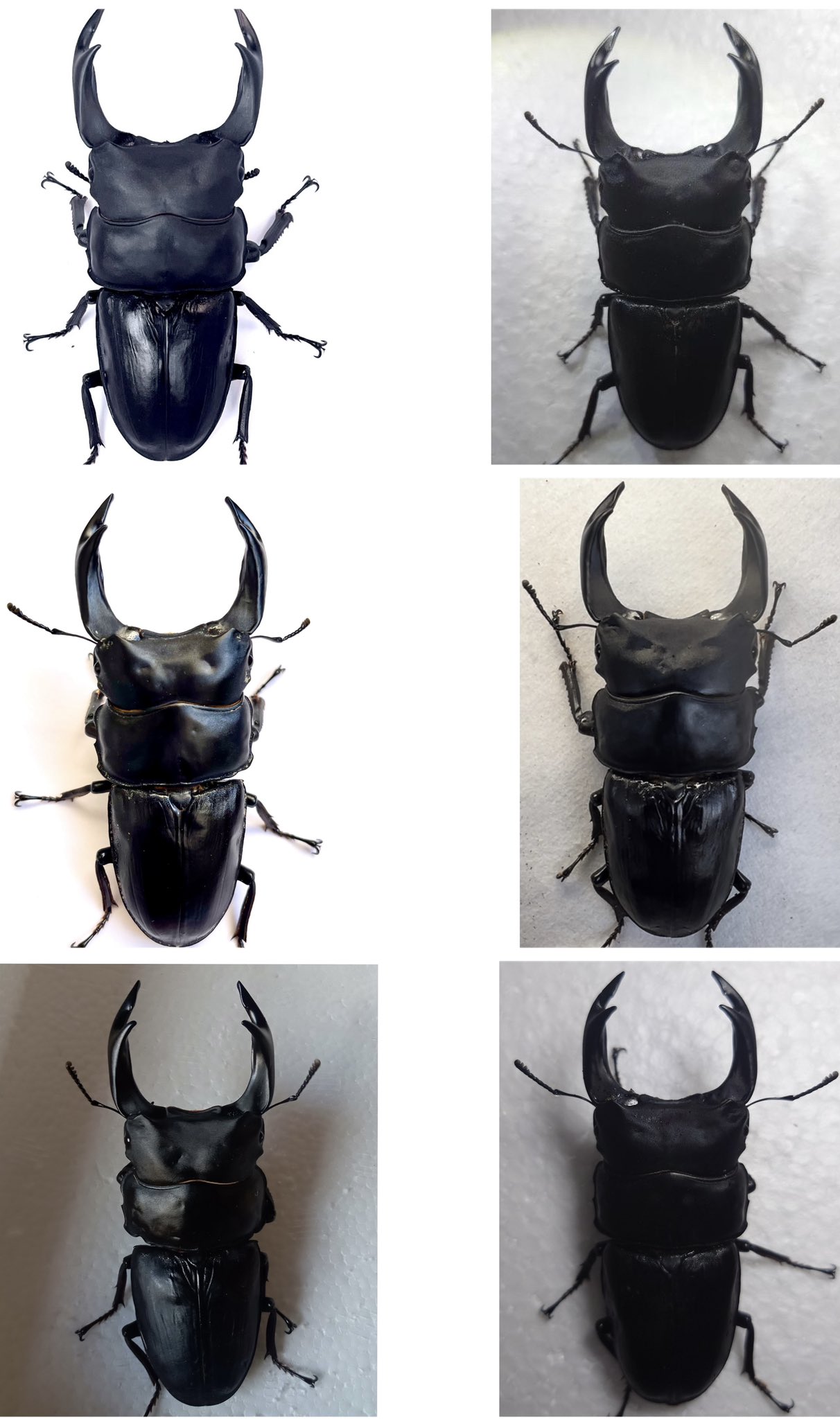 新成虫 オオクワガタ【能勢YG】♂82.8mmと♀53.2mmのペア