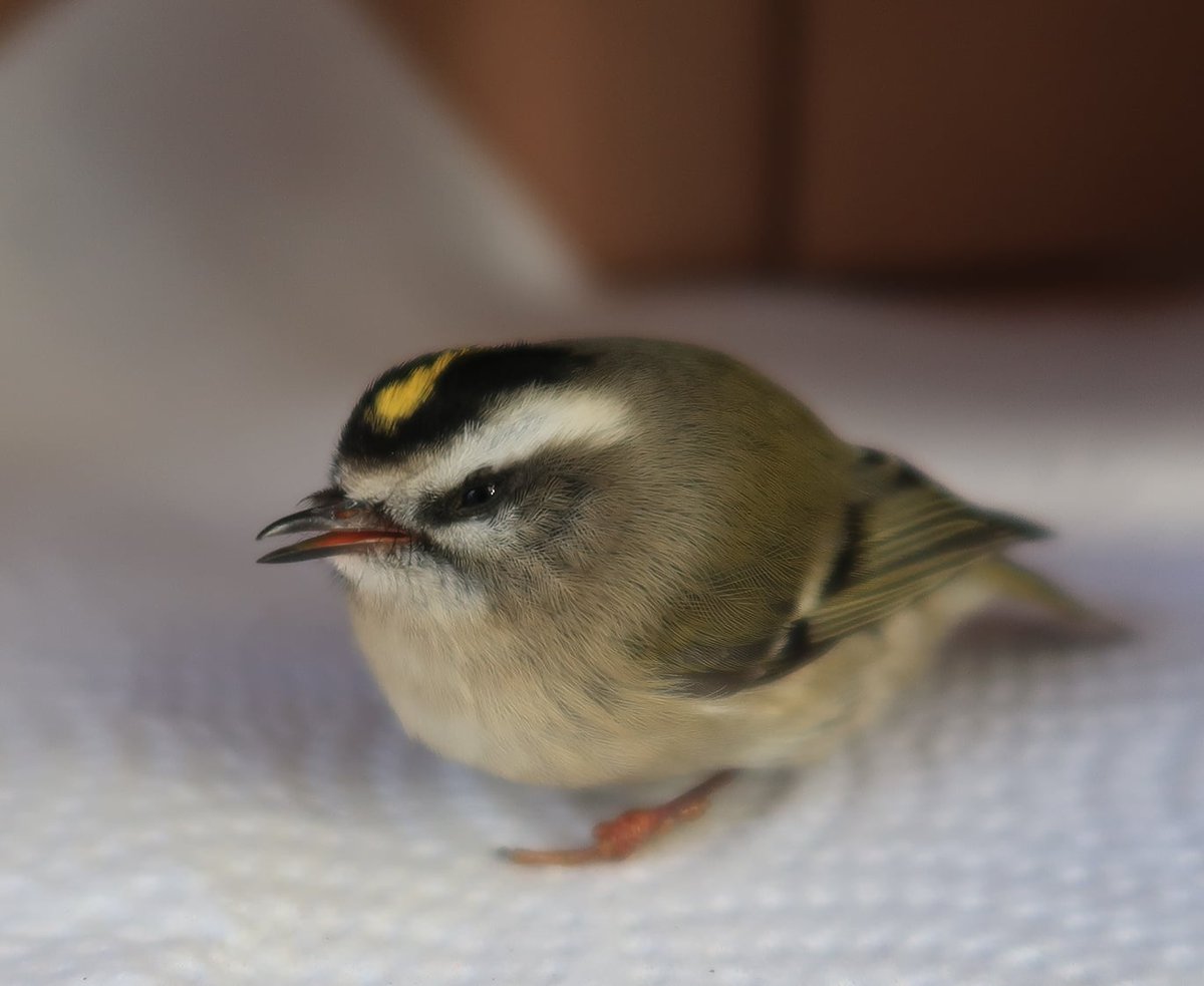 yellowmelle's tweet photo. Heard a soft bonk against the window and it was just a little guy 🥹

(Spent a few minutes recovering and then flew away) https://t.co/azUCDxJYyB