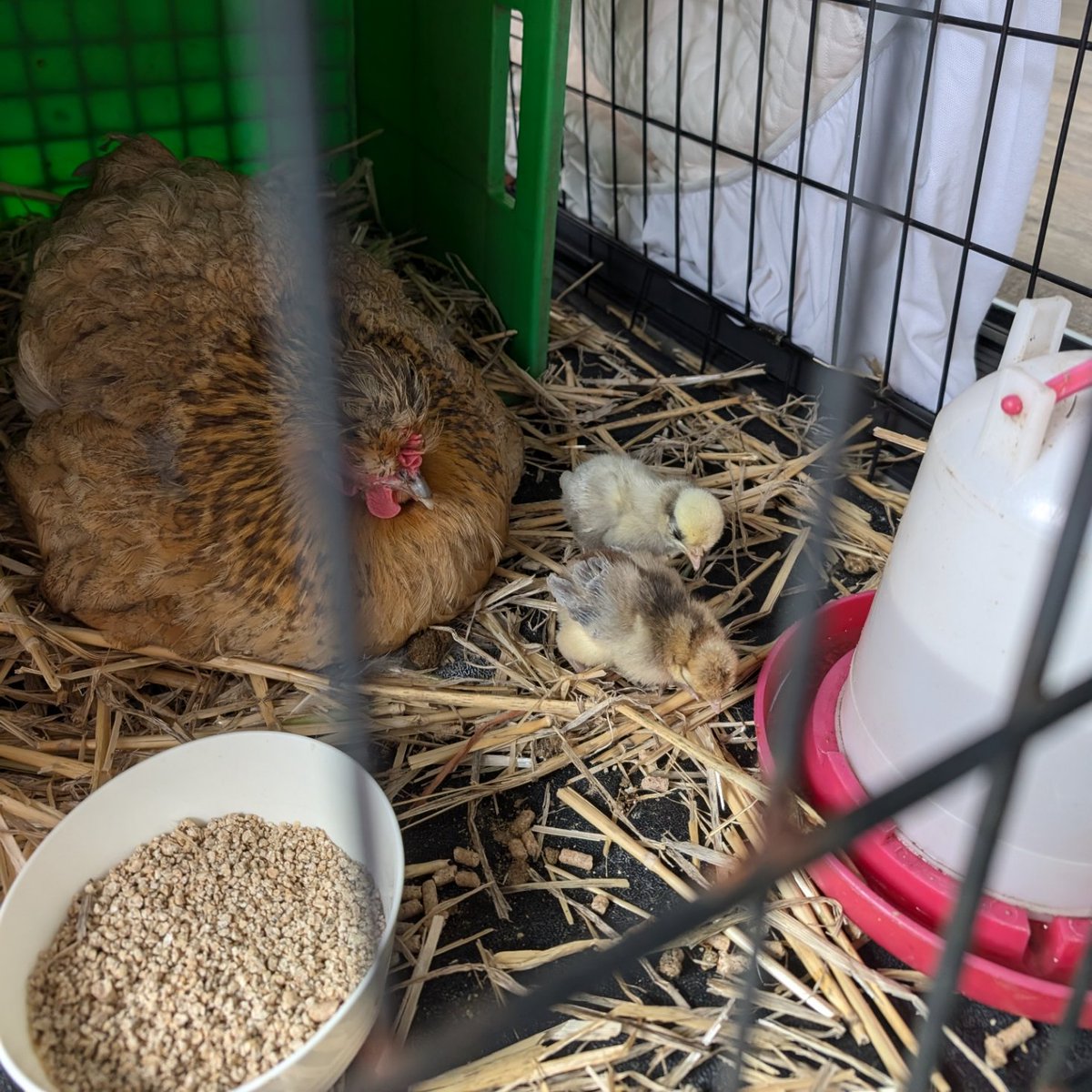 Aaron Powell (@slace) on Twitter photo Timeline cleanse - our two-day old baby chicks Timeline cleanse - our two-day old baby chicks