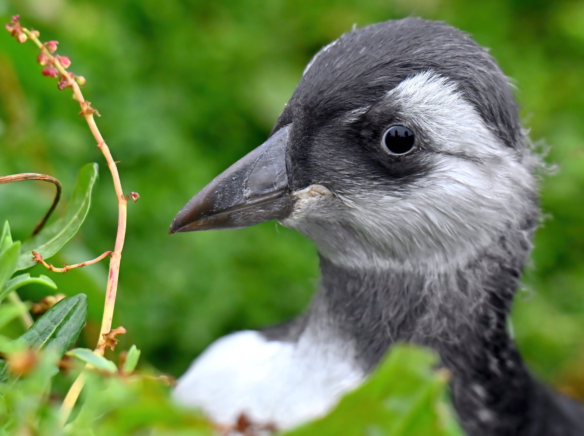 This is a Puffling.... a baby Puffin! 😍
 Probably the only baby bird that isn't quite as cute as its parents! 😅
#TheDailyPuffin 🐦