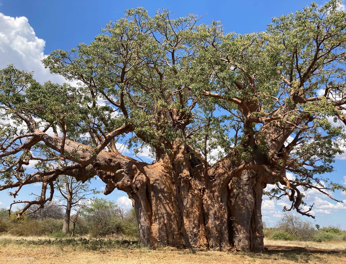 DrTOMontgomery's tweet photo. #Trees 

The magnificent, ancient baobab trees are more resilient to climate change than previously thought, according to a baobab ecologist who has been studying them for 20 years. 

I thought you’d all like some good news about the natural world today.

https://t.co/ceKJFBWRtE https://t.co/xDVSWF4MTy