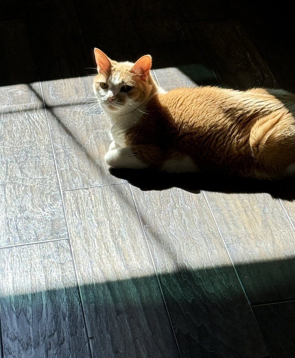 When things seem darkest, be like Lil Dude. Find your light.

#morningafter #election2024 #catlife #adoptdontshop #family #loveyourself #dontgiveup #gettowork #USAElection2024