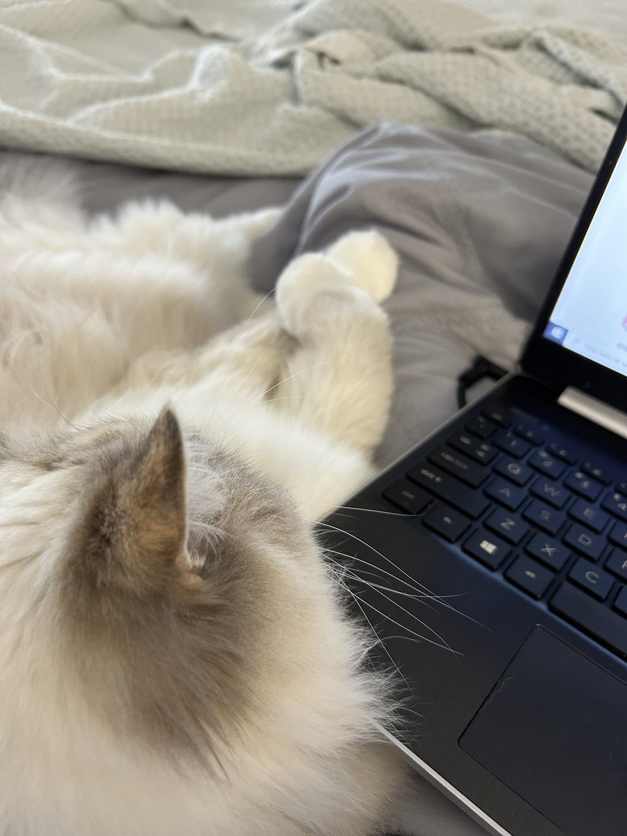 wonicls's tweet photo. hehe she’s come to hang out w me while i study https://t.co/isONyuLTkK
