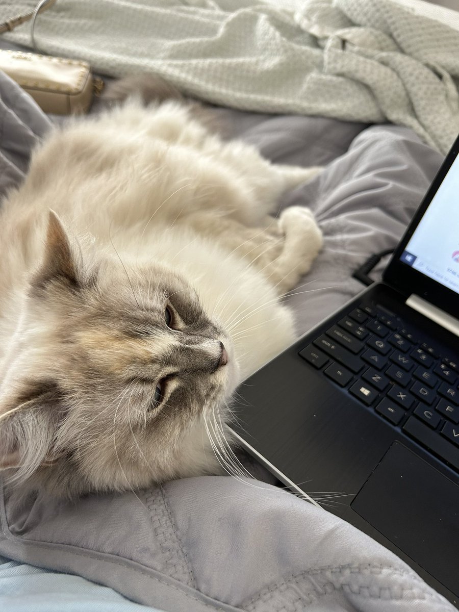 wonicls's tweet photo. hehe she’s come to hang out w me while i study https://t.co/isONyuLTkK