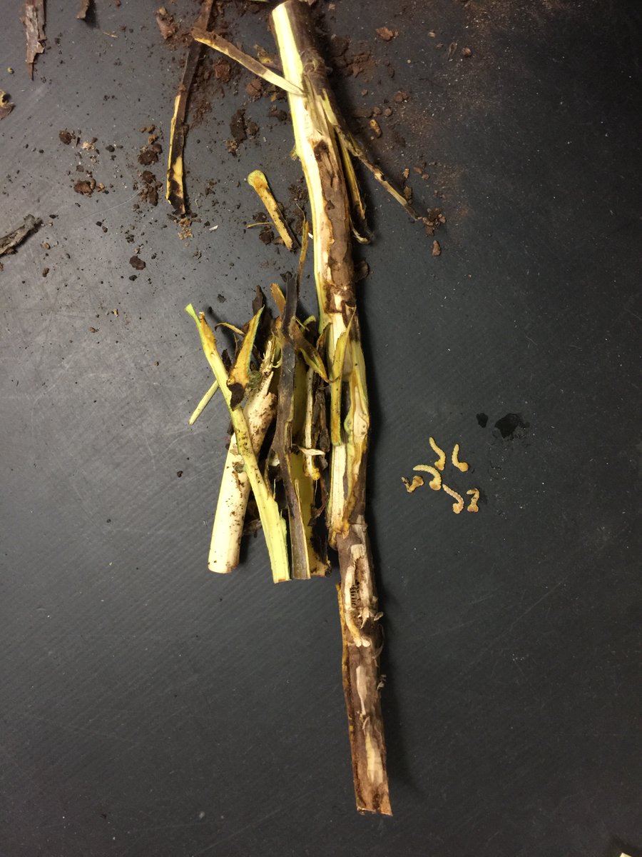 We have a high incidence of flatheaded borer in walnuts. If you are interested in learning about "all things flatheaded borer IPM", consider joining the field meeting on November 21, 2024, in Stockton. 
Register here: surveys.ucanr.edu/survey.cfm?sur…
<a href="/grow_the_valley/">growingthevalley</a> <a href="/UCCEStanislaus/">UCCE Stanislaus County</a>