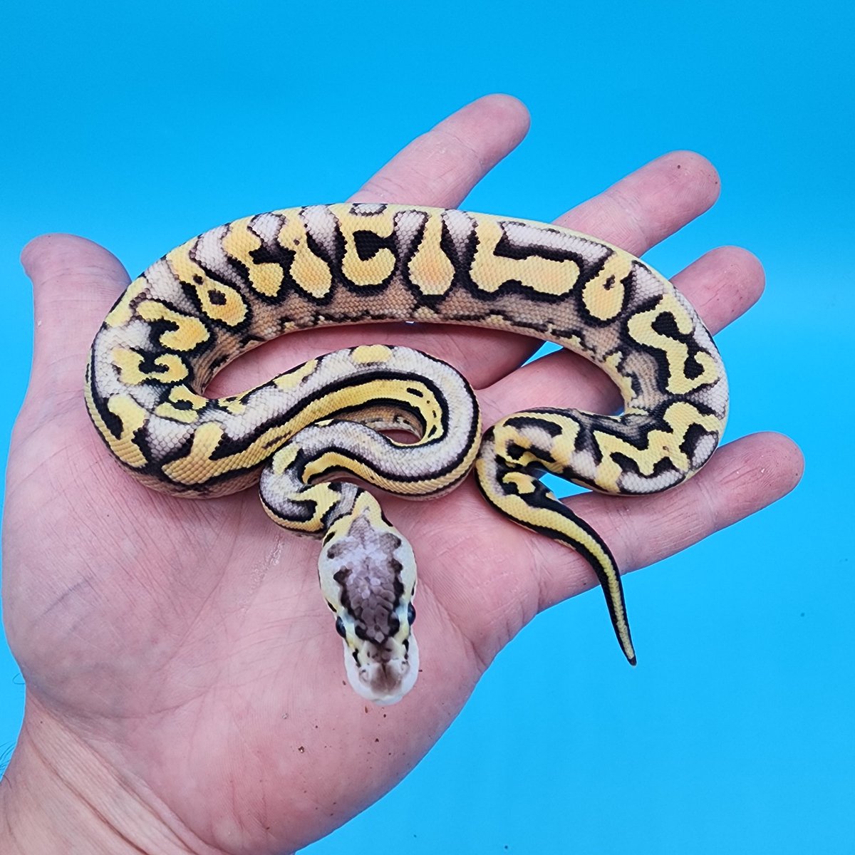 geekygeckocrea's tweet image. One of our highly anticipated #puzzleballpython clutches this season! 🥳🧩🐍

Visit geekygeckocreations.com 

#ballpythonsofinstagram #ballpython #snakes #snakesofinstagram #pets #animals #beauty #nature #God #Jesus #creation #geekygeckocreations