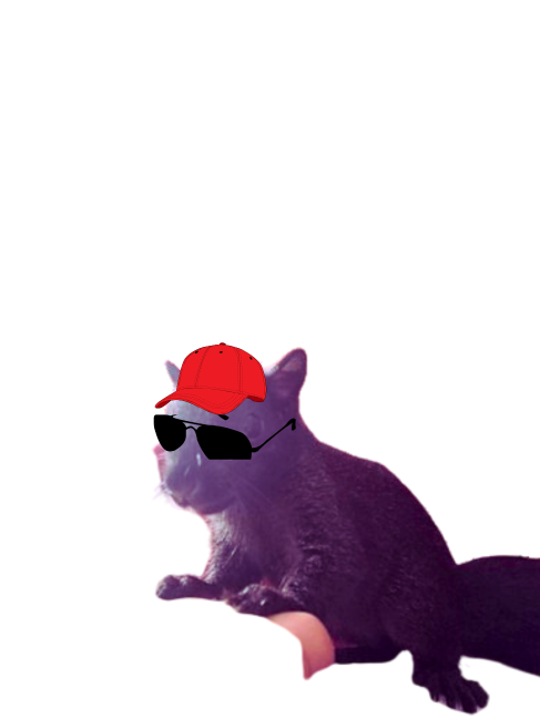 MidnSquirrel's tweet photo. 🌙 Midnight Token has arrived! Inspired by our real-life rescued squirrel, Midnight, we’re building a meme coin with a mission. 🐿️ Join us as we honor his cousin Peanut and support animals in need! 🚀🌱 #MidnightToken #CryptoForACause #Solana https://t.co/hLVamyJ9Sp