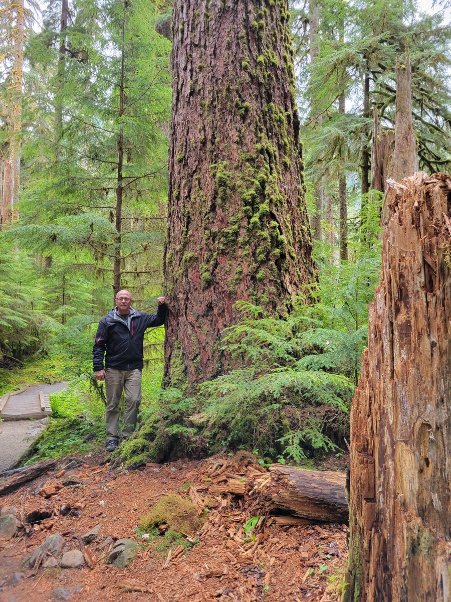 That time i took a walk in the Hoh Rainforest.  #olympicnationalpark