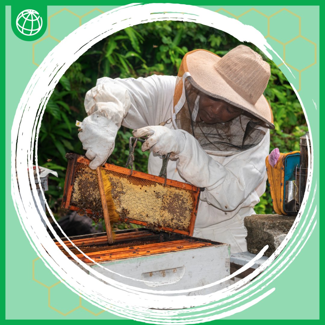Antonia, 52, lost both her home and bee farm when Hurricane María devastated Dominica 🇩🇲 in 2017.

Thanks to this <a href="/WorldBank/">World Bank</a> project, she was able to rebuild her bee farm, regain stability, and restore her livelihood.

Read: wrld.bg/5PIQ50TZqIc | <a href="/BancoMundialLAC/">Banco Mundial | América Latina y el Caribe</a> <a href="/WBCaribbean/">World Bank Caribbean</a>