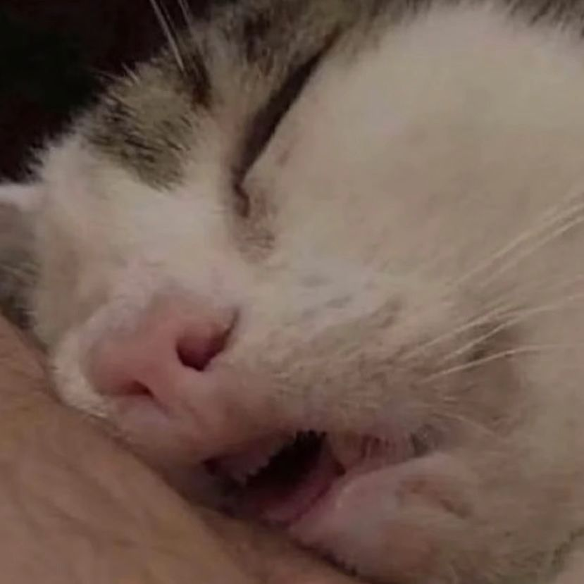 Punch Cat (@punchingcat) on Twitter photo 