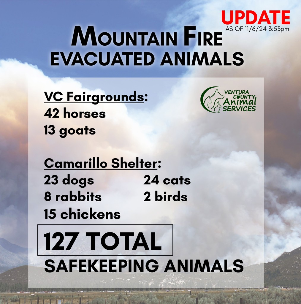 VCAnimalService's tweet photo. #MOUNTAINFIRE UPDATE:  127 total animals in safekeeping at VCAS.  Large Animal evacuations can go to the VC Fairgrounds and small domestic animals to the Camarillo Shelter at 600 Aviation Drive.

General Fire Info:  https://t.co/MmQwy98SCD
Emergency Shelter Line:  (805) 387-8911 https://t.co/Y2RXy8T0vl