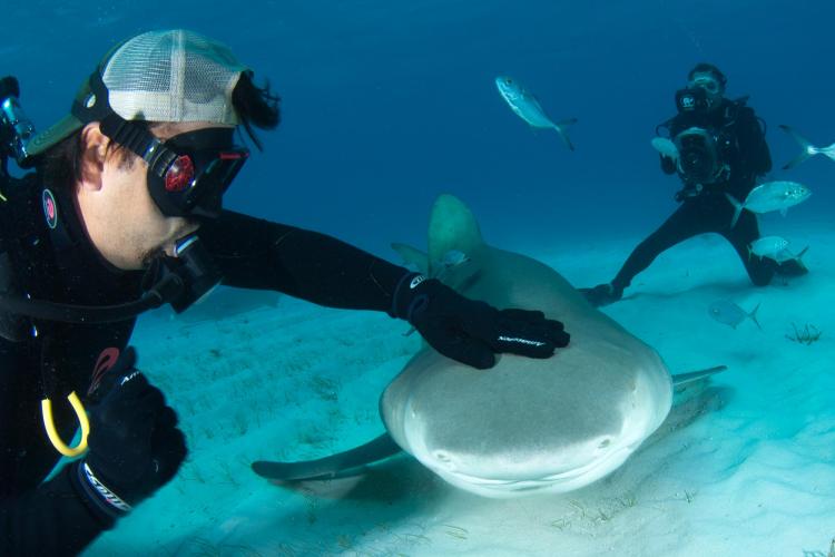 SharkiesOTD's tweet photo. ♡ If you're feeling down, just remember...

...sharks make friends with divers! https://t.co/gXIaY6wDjw