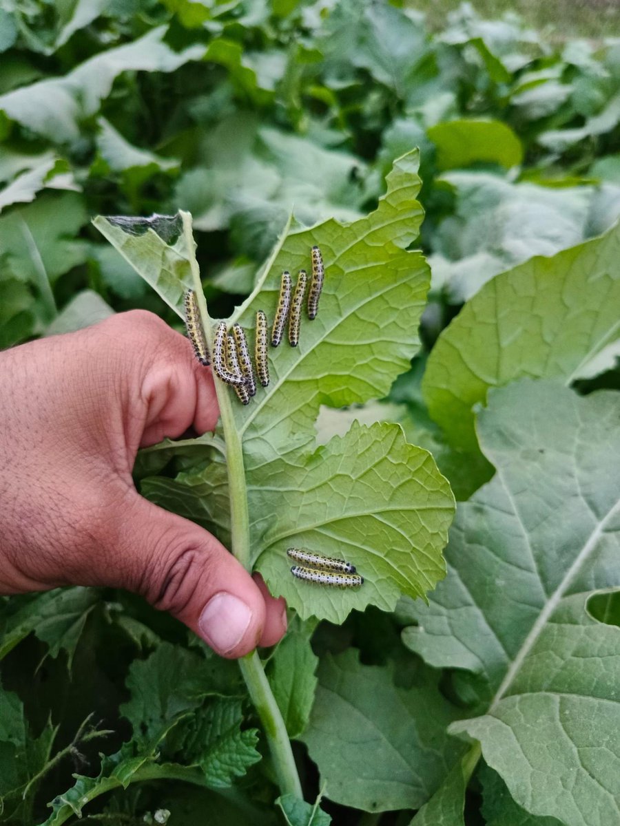 Army worm 🐛