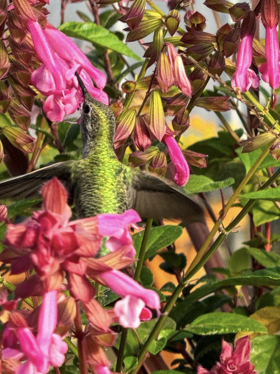 So much beauty in one little bird.