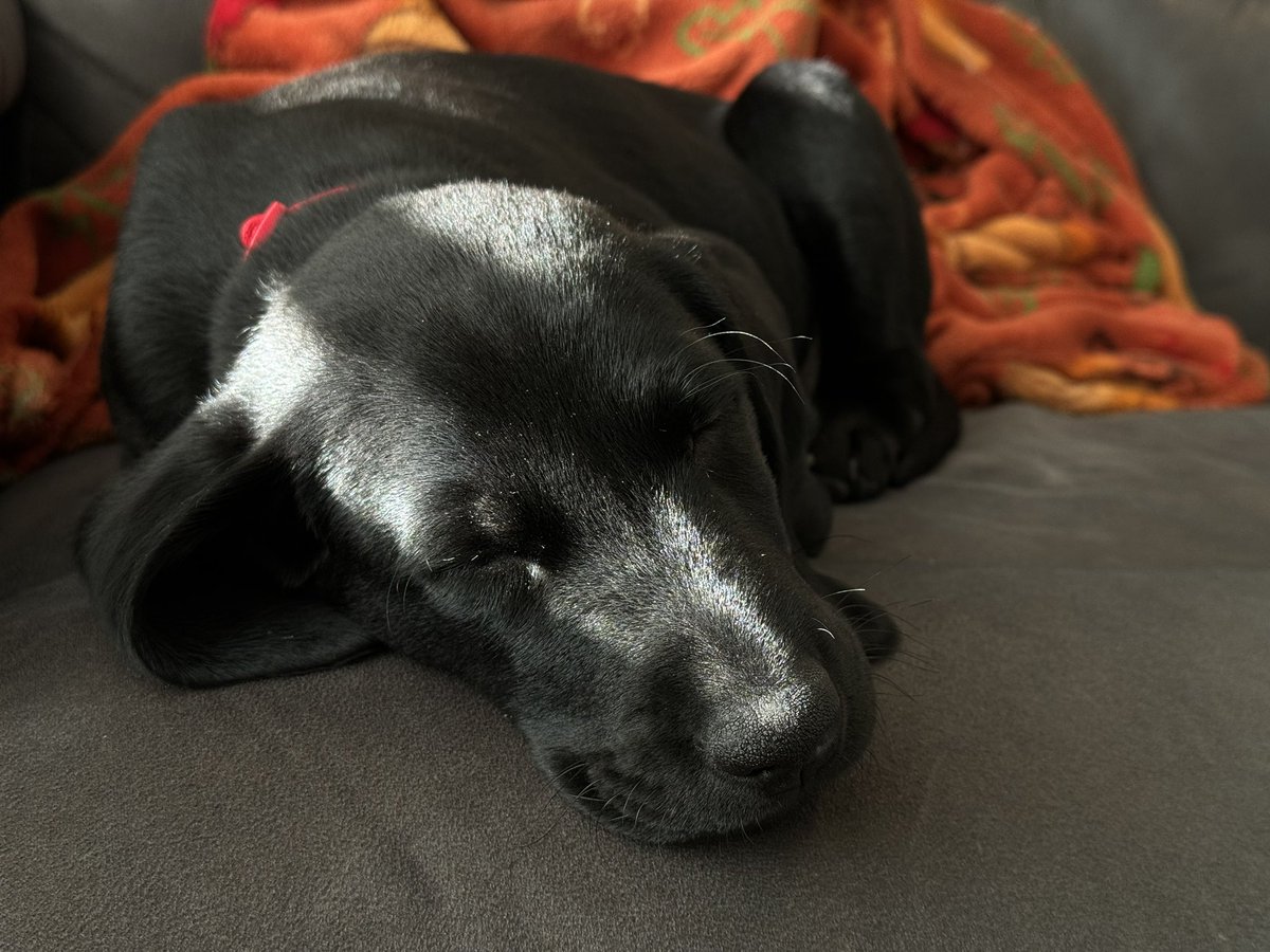 This sucks. It sucks real bad. I hoped we would be better than this. That we would see through the lies and the hate. We weren’t. And we didn’t.

Have a puppy. I think I’m gonna go get a beer.