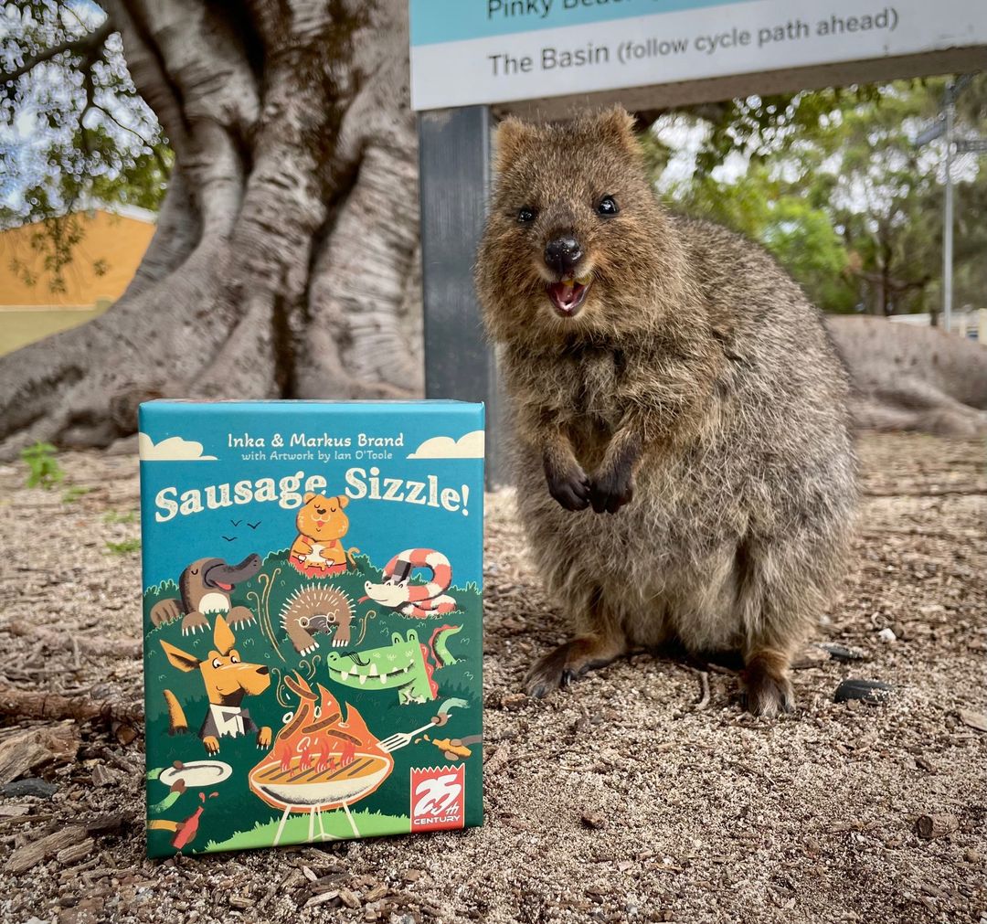25thCG's tweet photo. Take your gaming theme down under with a proper Sausage Sizzle! Sausage Sizzle is our new press your luck dice chucker designed by Inka &amp; Markus Brand with art by Ian O'Toole.

Ridiculously cute Quokka photo with the game taken by @ianotooletweets!

https://t.co/EkfGA5Bp5g https://t.co/tWkp0UJxKe