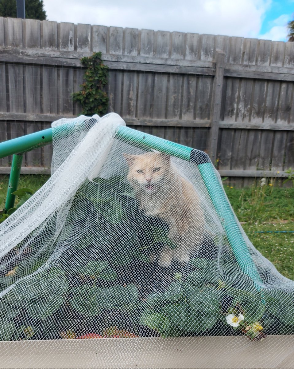 Halp! I Sammy are trappd in da straws berries!! I'm cannot find da way outs again! #CatsOfTwitter #SammyStrawberryBoi #SammyGardeninBoi #orangecats #onebraincell