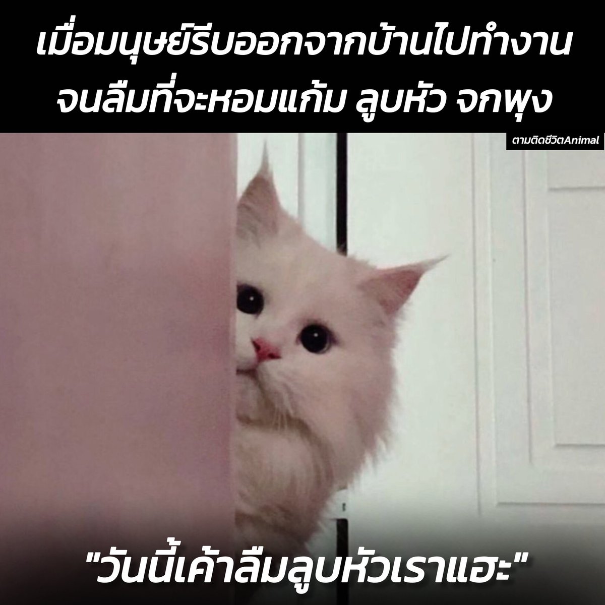 AnimalFW_TH's tweet image. ก่อนออกจากบ้านไปเรียน หรือไปทำงาน ก็อย่าลืมบอกพวกเขาด้วยล่ะฮะ 🤭