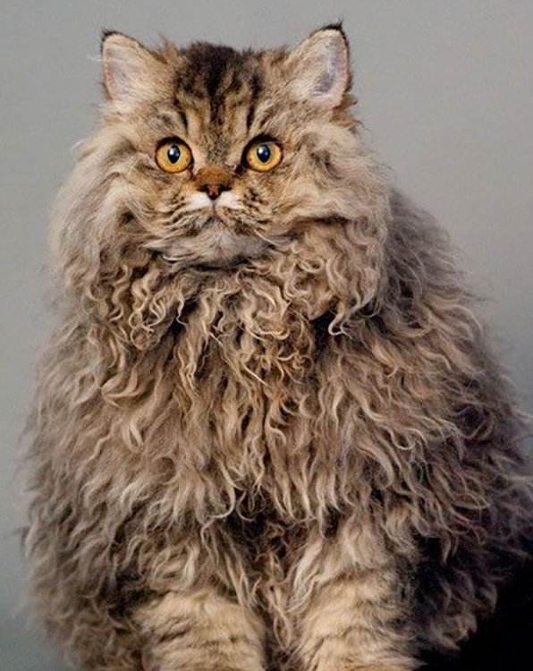 syzygyrena's tweet photo. Thread on RGG Characters as cats
Ichiban https://t.co/tosvcJS7Ge