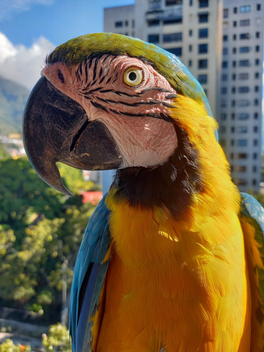 karelisjvc's tweet photo. •••Y con mi Júpiter y Flor (perfil), por la mañana 😍
🪶Sumaron:
12 bendiciones 🦜🙏
8/8 ↪️ Rúa~Ruá 🇻🇪
📸 #guacamaya #macaw #photos #photography #photographylovers #AnimalsLover #freebirds #PictureOfTheDay #picture #adorable #cute #loveit #mywindow #aves #Blessings https://t.co/CAk8i99PmI