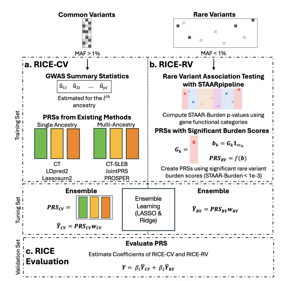 Haoyu Zhang (@andrewhaoyu) on Twitter photo 🚀 Excited to share our new preprint on RICE, a PRS framework that integrates common and rare variants to enhance genetic risk prediction across diverse ancestries! Led by my postdoc fellow Jacob Williams, co-mentored with <a href="/xihaoli/">Xihao Li</a>. Check it out here: medrxiv.org/content/10.110… 1/N 🚀 Excited to share our new preprint on RICE, a PRS framework that integrates common and rare variants to enhance genetic risk prediction across diverse ancestries! Led by my postdoc fellow Jacob Williams, co-mentored with <a href="/xihaoli/">Xihao Li</a>. Check it out here: medrxiv.org/content/10.110… 1/N