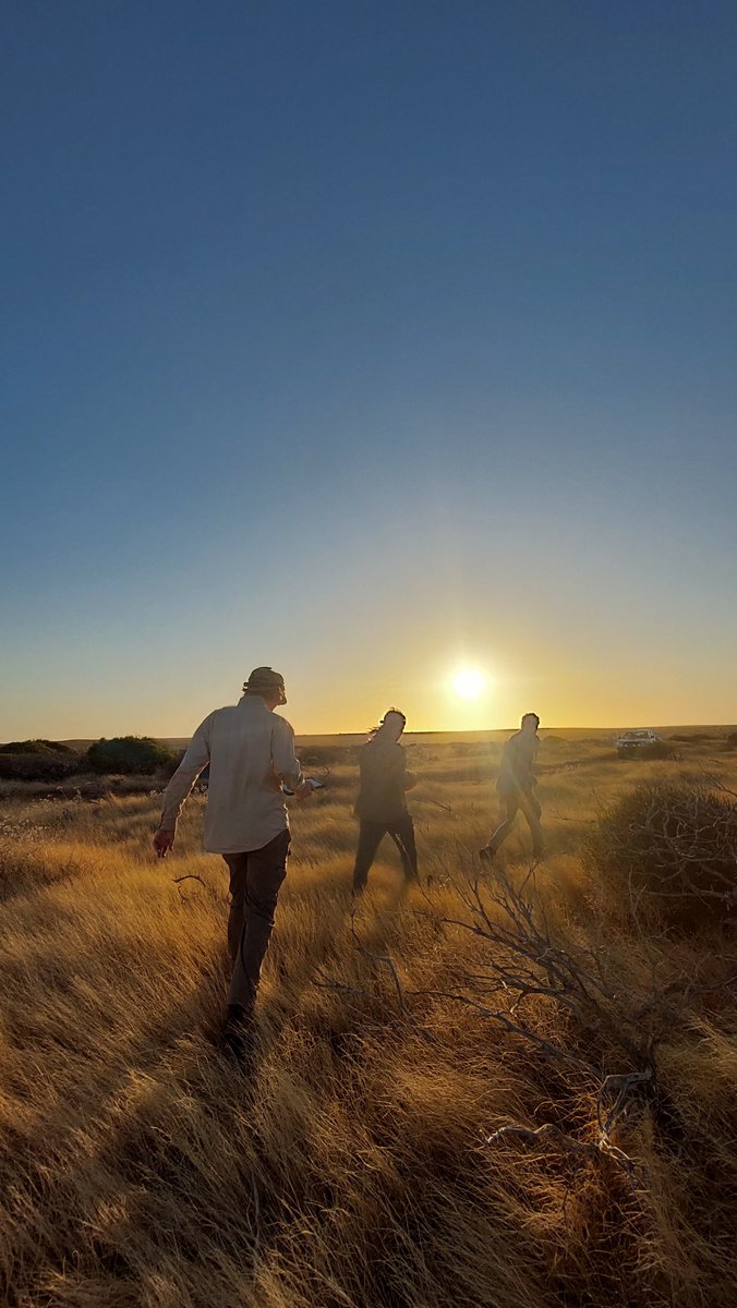 Robin Sinclair (@robinssci) on Twitter photo I recently spent two weeks on <a href="/awconservancy/">Australian Wildlife Conservancy</a>'s Faure Island conducting a pitfall trapping survey to monitor the island's reptiles. We had huge success, catching a large proportion of the species known on the island.
This will be a thread of some of the critters we caught 🦎🧵 I recently spent two weeks on <a href="/awconservancy/">Australian Wildlife Conservancy</a>'s Faure Island conducting a pitfall trapping survey to monitor the island's reptiles. We had huge success, catching a large proportion of the species known on the island.
This will be a thread of some of the critters we caught 🦎🧵