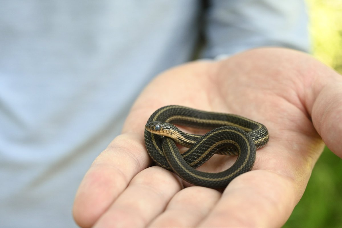 This is a Butler's Garter Snake (Thamnophis butleri), named after the American naturalist, Amos Butler 🐍 They inhabit wetland/upland habitat in the Great Lakes region up into Ontario 🇨🇦 Sadly, they are endangered in Indiana and Ontario from habitat fragmentation.

📸 Steph Tran