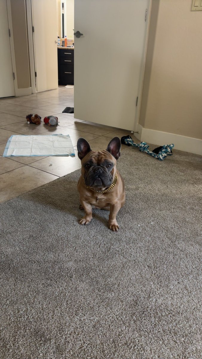 Tempe I finally need your help!!! 
He’s missing, we believe he’s been stolen, but not 100% sure
He went missing around 430 in Tempe going to drop the location so everyone can see the area. 
HUGE REWARD if found !!!!!!!!