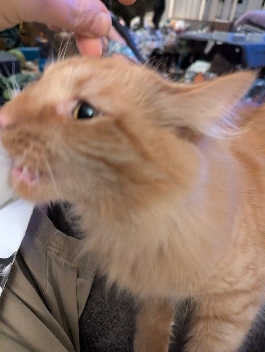 Ginger Tiki tweet media