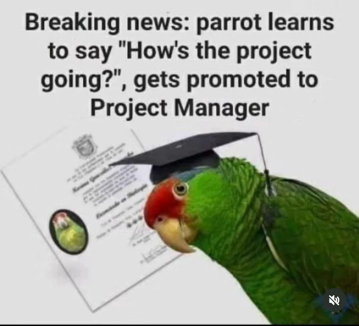goosewin tweet media