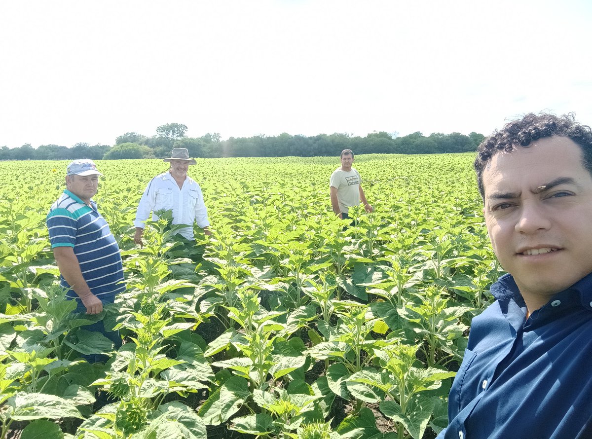 romano_nel's tweet photo. Recorrida a campo de ensayos y charla técnica sobre el uso de #SMARTFOIL en Girasol.
@ALZ_Agro
@Santi_Caterina https://t.co/lcU7wRDXTa